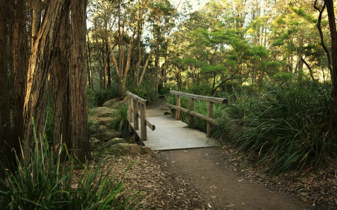 Top 5 Trails to Explore in Yanchep National Park